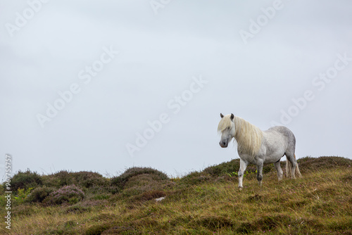 Eriskay pony in the wild, Image shows a wild Eriskay pony in his natural environment on a cloudy summers day in Eriskay 