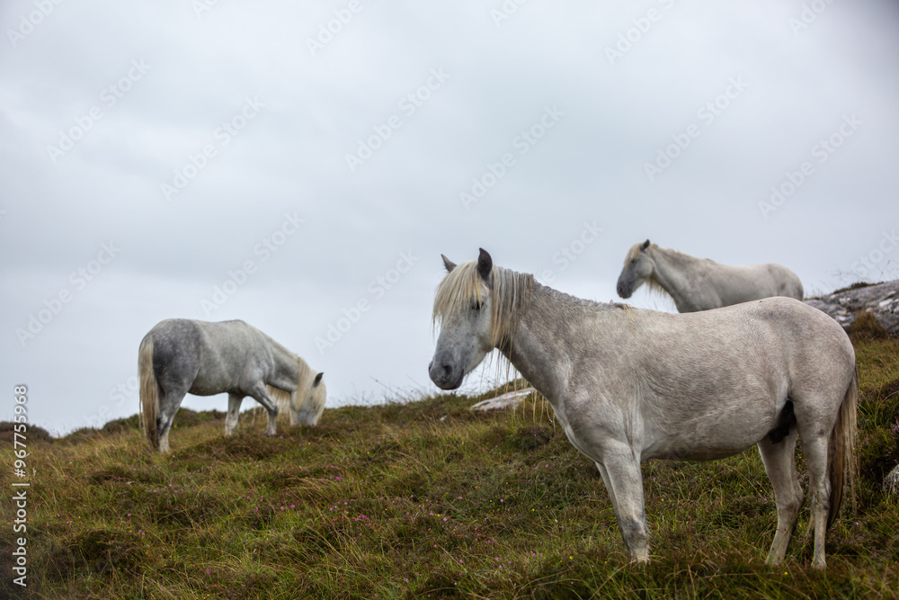 Eriskay Pony in the wild, Image shows a small herd of three wild Eriskay ponies in their natural environment on a wet windy summers day Eriskay Pony in the wild, Image shows a small herd of three wild Eriskay ponies in their natural environment on a wet windy summers day