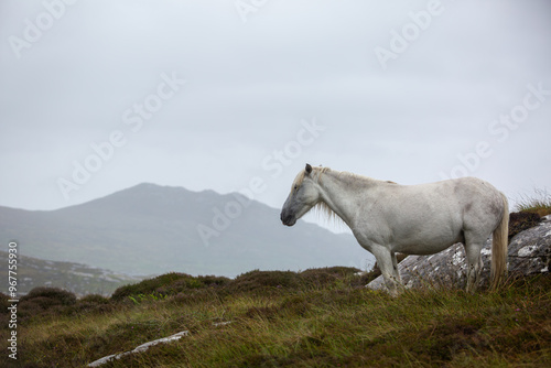 Eriskay pony in the wild, Image shows a wild Eriskay pony in his natural environment on a cloudy summers day in Eriskay 