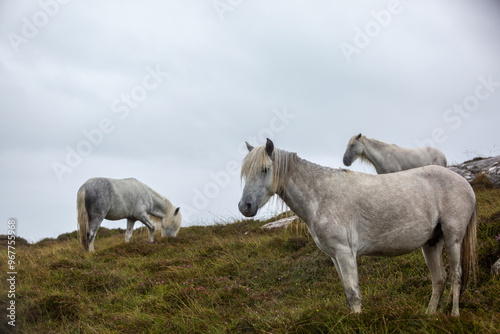 Eriskay Pony in the wild, Image shows a small herd of three wild Eriskay ponies in their natural environment on a wet windy summers day