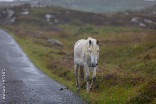 Eriskay ponies walking along a road on a cold wet day, Image shows wild Eriskay ponies walking down a single asphalt track during a downpour on a summers day photo