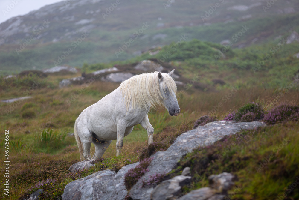 Eriskay pony in the wild, Image shows a wild Eriskay pony in his natural environment on a cloudy summers day in Eriskay 