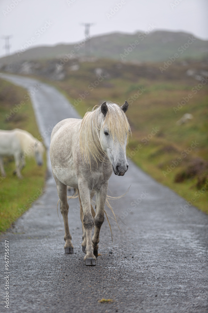 Eriskay ponies walking along a road on a cold wet day, Image shows wild Eriskay ponies walking down a single asphalt track during a downpour on a summers day Eriskay ponies walking along a road on a cold wet day, Image shows wild Eriskay ponies walking down a single asphalt track during a downpour on a summers day