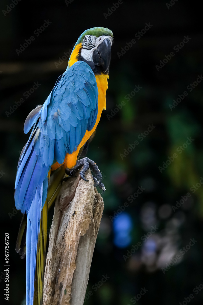 Obraz premium Close up head the Blue macaw parrot bird in garden