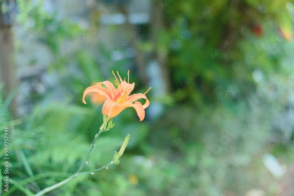 Obraz premium 一輪だけ咲く黄色の彼岸花