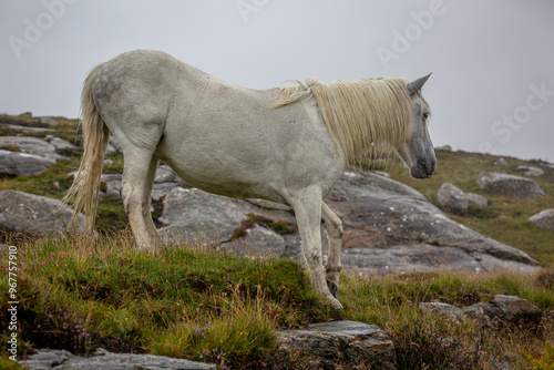 Eriskay pony in the wild, Image shows a wild Eriskay pony in his natural environment on a cloudy summers day in Eriskay  photo