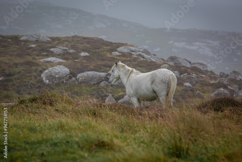 Eriskay pony in the wild, Image shows a wild Eriskay pony in his natural environment on a cloudy summers day in Eriskay  photo