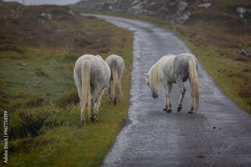 Eriskay ponies walking along a road on a cold wet day, Image shows wild Eriskay ponies walking down a single asphalt track during a downpour on a summers day photo