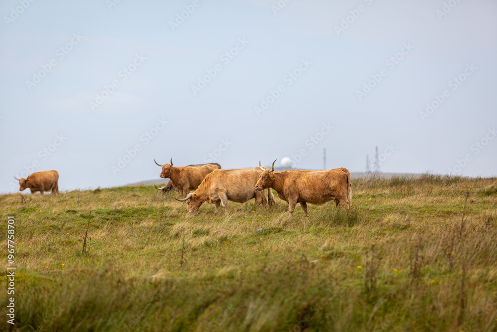 Highland cow on top of a hill in north Uist, Image shows a highland cow laying down facing away towards the distant hill with a communication facility Highland cow on top of a hill in north Uist, Image shows a highland cow laying down facing away towards the distant hill with a communication facility