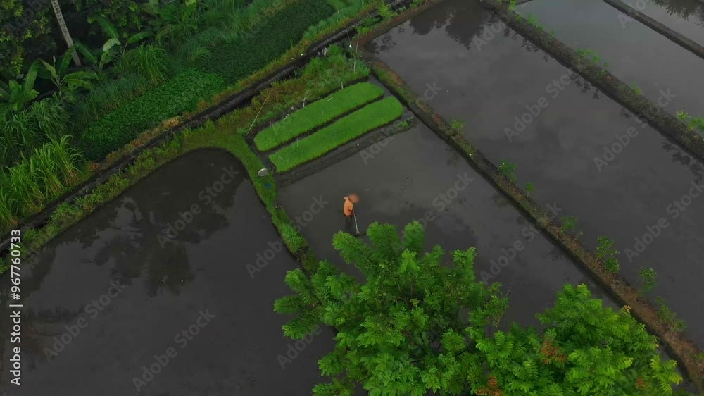 Aerial view of lush rice fields and palm trees at sunrise with farmers working, Karangasem, Indonesia. Aerial view of lush rice fields and palm trees at sunrise with farmers working, Karangasem, Indonesia.