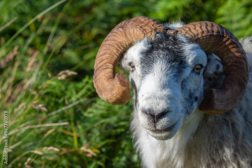 Scottish blackface ram close up portrait photo