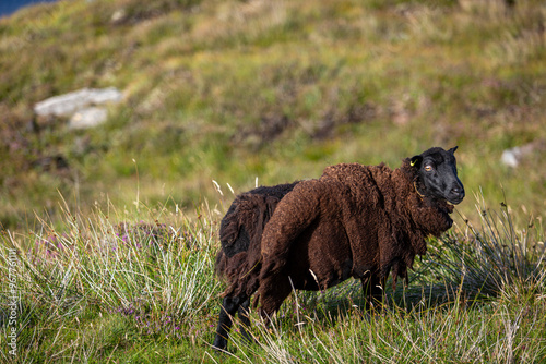 Lone Black Welsh Mountain sheep in the moorland of South Uist photo