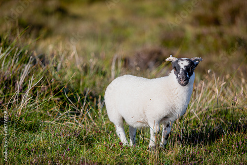 Konstfotografi Scottish Blackface lamb in South Uist, Image shows a young lamb recently born in