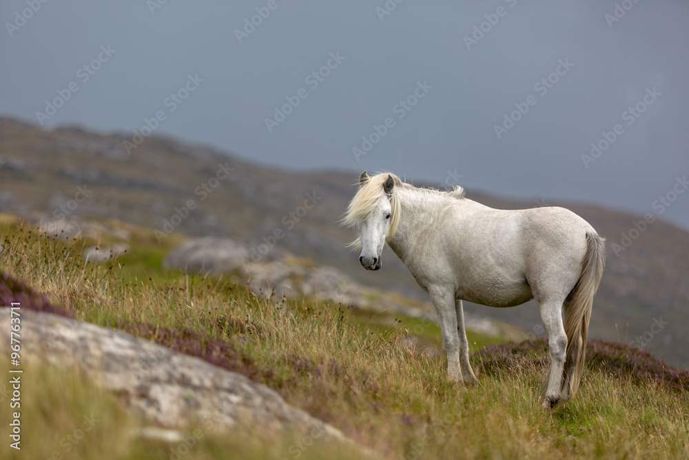 Eriskay pony on the isle of south Uist, Image shows a beautiful white, grey wild pony stallion in his natural environment