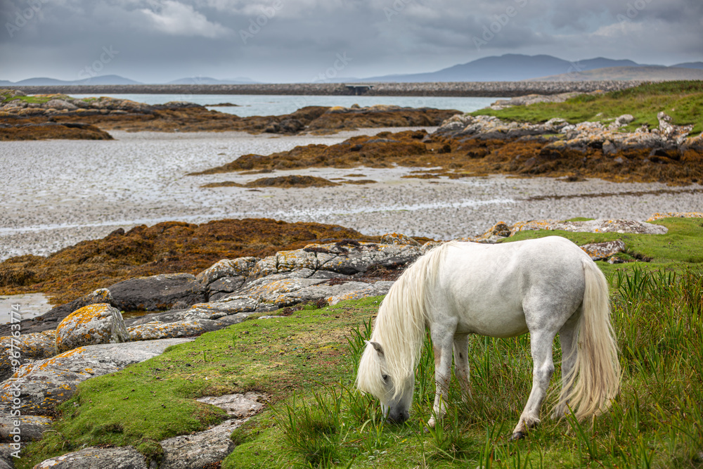 Fototapeta premium Eriskay pony on the isle of south Uist, Image shows a beautiful white, grey wild pony stallion in his natural environment