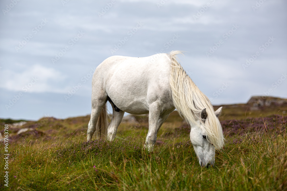 Eriskay pony on the isle of south Uist, Image shows a beautiful white, grey wild pony stallion in his natural environment Eriskay pony on the isle of south Uist, Image shows a beautiful white, grey wild pony stallion in his natural environment