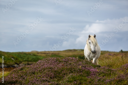 Eriskay pony on the isle of south Uist, Image shows a beautiful white, grey wild pony stallion in his natural environment photo