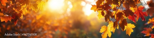 A beautiful view of autumn leaves hanging from a tree branch, glowing in golden sunlight, perfect for autumn backgrounds or designs.