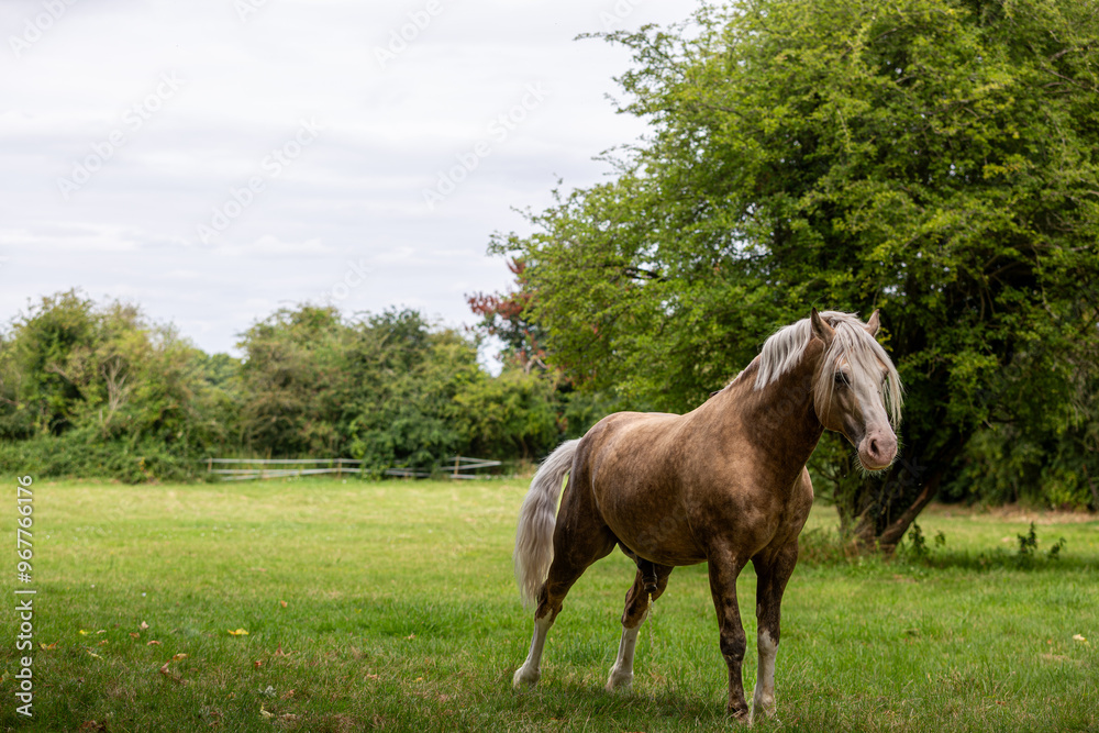 Horse in a urinating grass field, Image shows a Section D Welsh cob palomino stallion having a wee in his field Horse in a urinating grass field, Image shows a Section D Welsh cob palomino stallion having a wee in his field