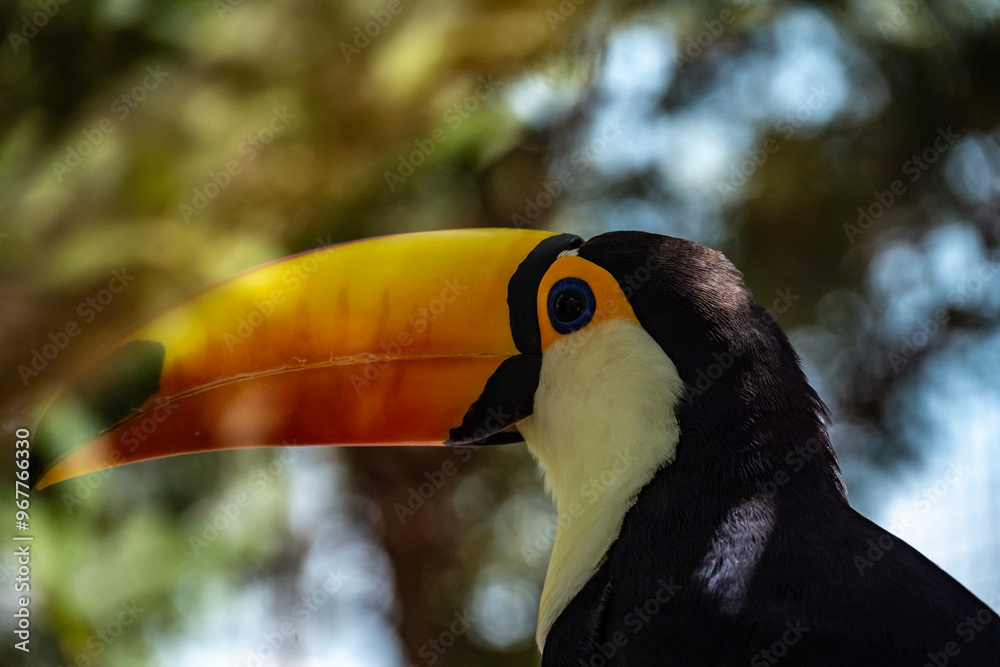 bright tropical toucan in greenery on a tree on a sunny day on the island of Crete Greece bright tropical toucan in greenery on a tree on a sunny day on the island of Crete Greece