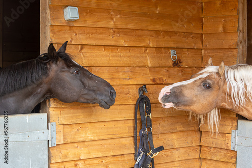 Horses trying to touch each other leaning across their stables, Image shows a Section C Welsh Cob palomino stallion and a bay Connemara gelding both leaning over to touch and smell each other  photo