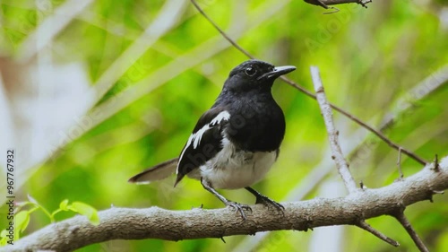Oriental Magpie-Robin (Copsychus saularis)