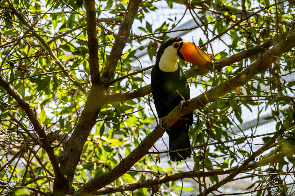 bright tropical toucan in greenery on a tree on a sunny day on the island of Crete Greece bright tropical toucan in greenery on a tree on a sunny day on the island of Crete Greece