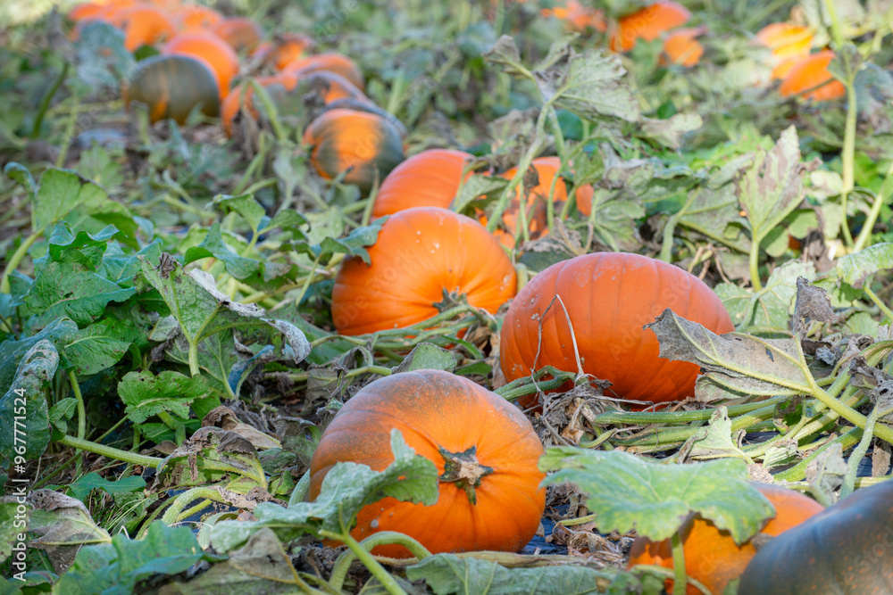 Obraz premium Pumpkins growing in a field