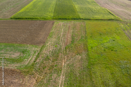 Drone view of a vibrant cornfield, highlighting agricultural patterns and the beauty of expansive green crops.