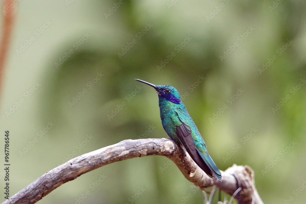 Sparkling violetear (Colibri coruscans) hummingbird perched on a stick in a garden in Cotacachi, Ecuador Sparkling violetear (Colibri coruscans) hummingbird perched on a stick in a garden in Cotacachi, Ecuador