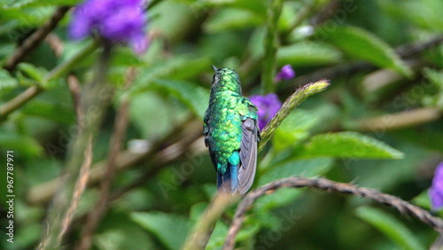 Sparkling violetear (Colibri coruscans) hummingbird perched in a porterweed bush in a garden in Cotacachi, Ecuador photo