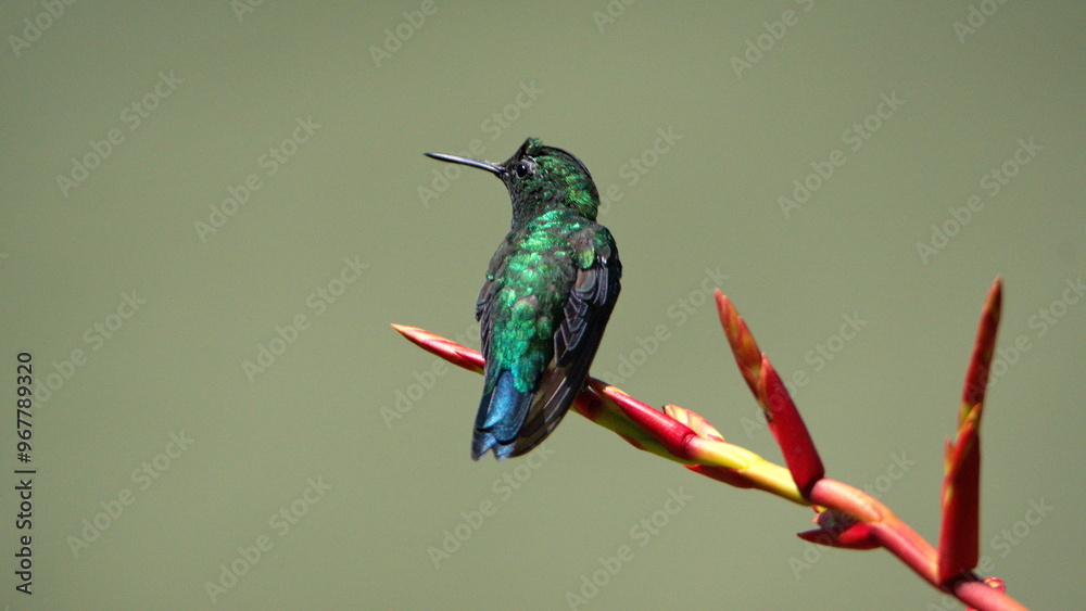Fototapeta premium Western emerald (Chlorostilbon melanorhynchus) hummingbird perched on the flower spide of a bromeliad in a garden in Cotacachi, Ecuador
