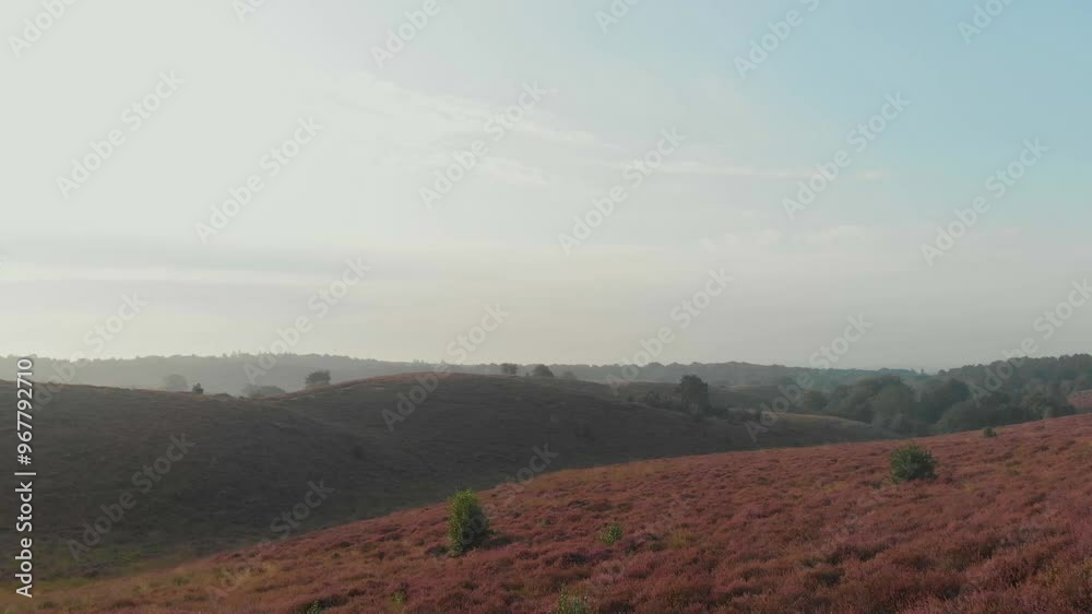 Aerial view of pink heather fields under a serene sunrise over rolling hills, Rheden, Netherlands. Aerial view of pink heather fields under a serene sunrise over rolling hills, Rheden, Netherlands.