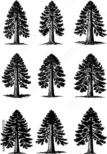 illustration of redwood vector ,set of trees icon