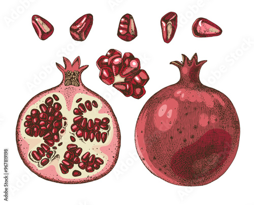 Pomegranate fruits and seeds hand drawn vector