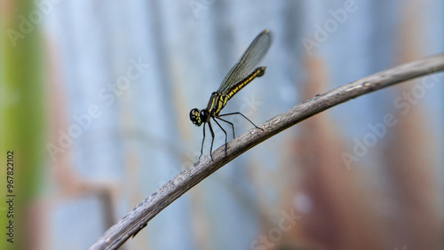 Close up of a dragonfly or Libellago lineata. One of the beautiful insects. photo