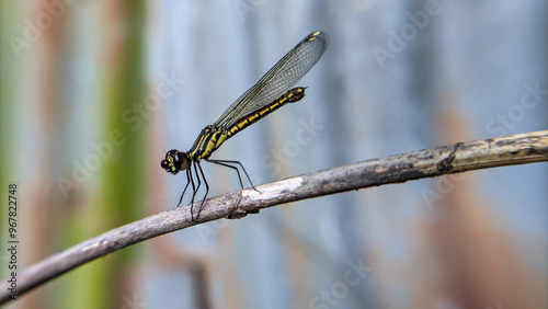 Close up of a dragonfly or Libellago lineata. One of the beautiful insects. photo