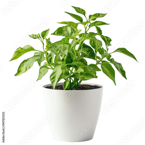 Wallpaper Mural A vibrant green plant in a white pot, symbolizing nature and indoor decor. Torontodigital.ca