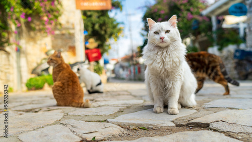 Fluffy white stray cat portrait and yellow other cats at street in Turkiye, sunny day photo