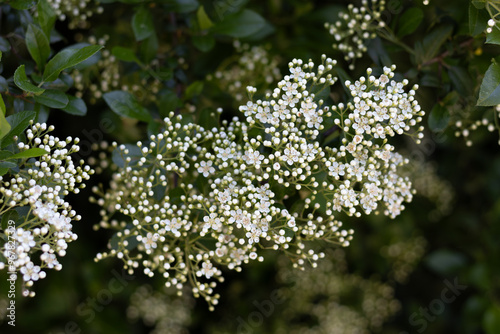 LAS FLORES SON COMPUESTAS Y DE COLOR BLANCO. HOJAS Y FLORES NATURALES. SAUCO. SAMBUCUS.