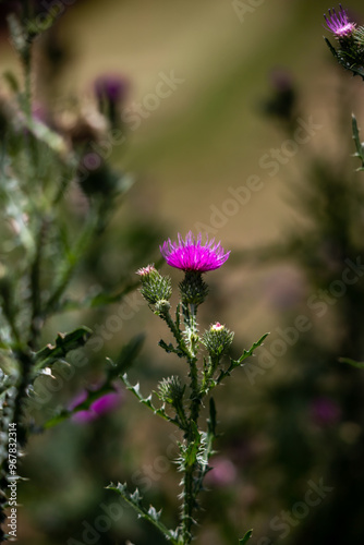 Milk thistle flower on a green background