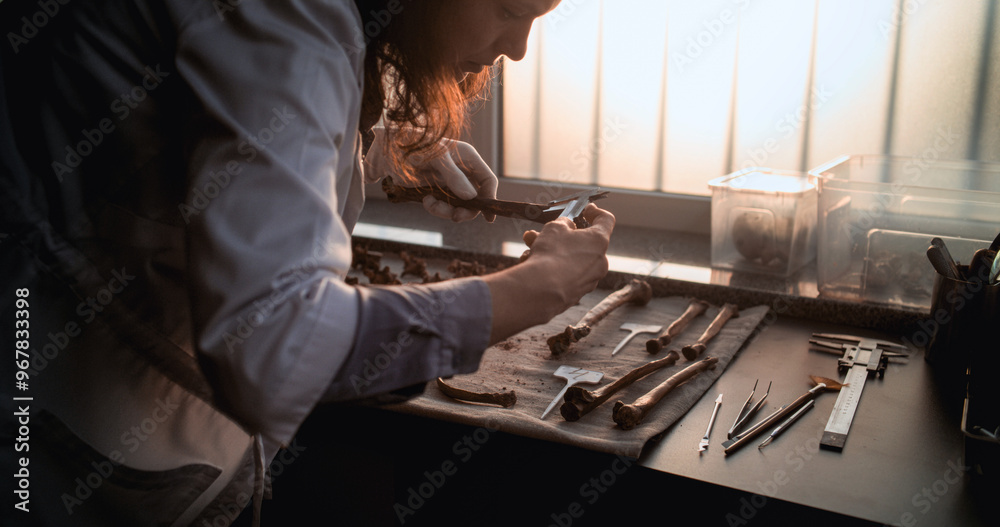 Female scientist or archaeologist measures bone using tool, examines remains of ancient human or dinosaur skeleton. Fossil specimen collection in advanced archaeological lab. Sunset light. Slow Motion Female scientist or archaeologist measures bone using tool, examines remains of ancient human or dinosaur skeleton. Fossil specimen collection in advanced archaeological lab. Sunset light. Slow Motion
