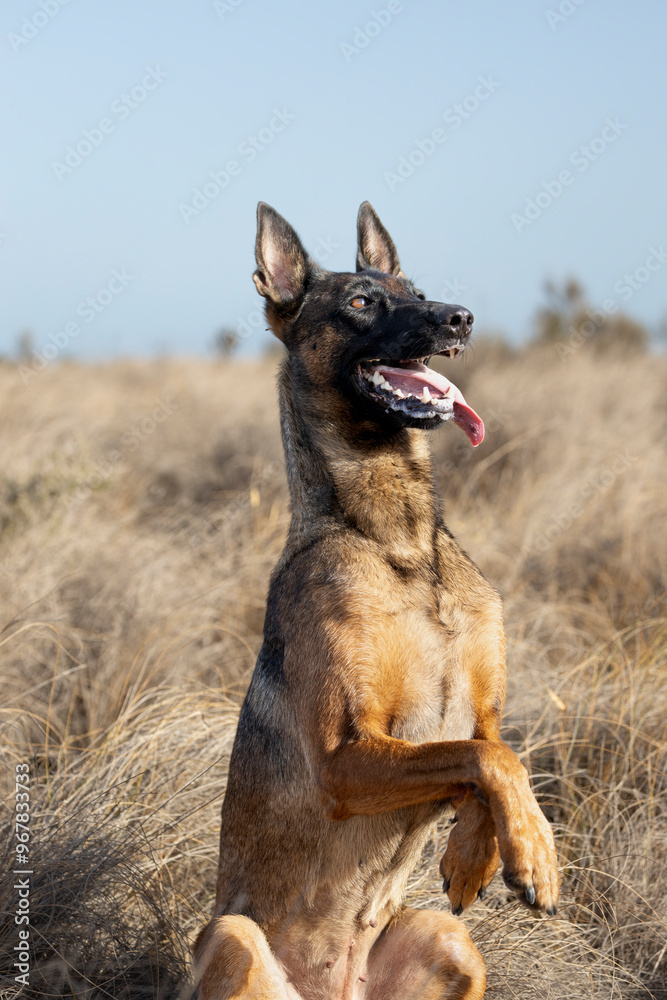 Belgian Malinois shepherd dog standing in the field. Belgian Malinois shepherd dog standing in the field.