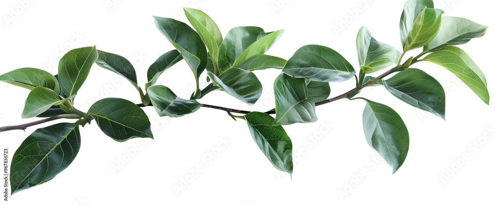 Green bush isolated on white background ,Ruscus branch with fresh green leaves on white background Green bush isolated on white background ,Ruscus branch with fresh green leaves on white background