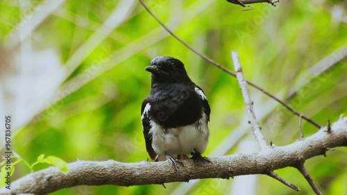 Oriental Magpie-Robin (Copsychus saularis)