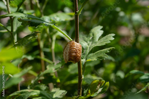 Ootheca of a mantis on a chrysanthemum branch. Insects. Close up. photo