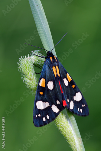 Schönbär - Callimorpha dominula	 photo