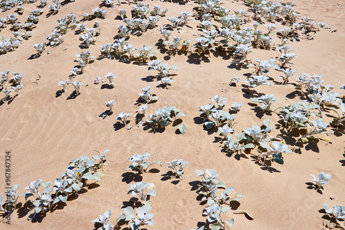 Eine Reise durch Südafrika. Robberg Nature Reserve in der Nähe von Plettenberg. Wild wachsenden Pflanzen am Strand. photo