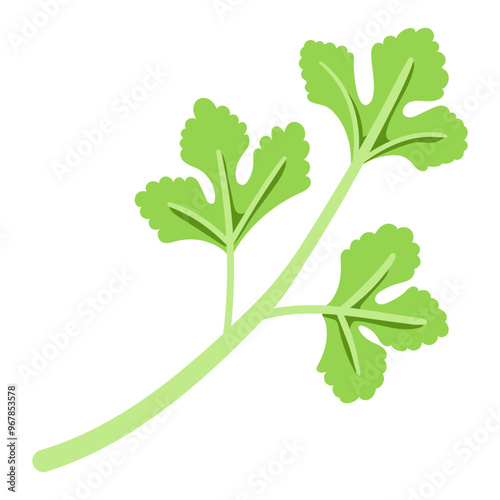 coriander illustration for card website, application, printing, document, poster design, etc.