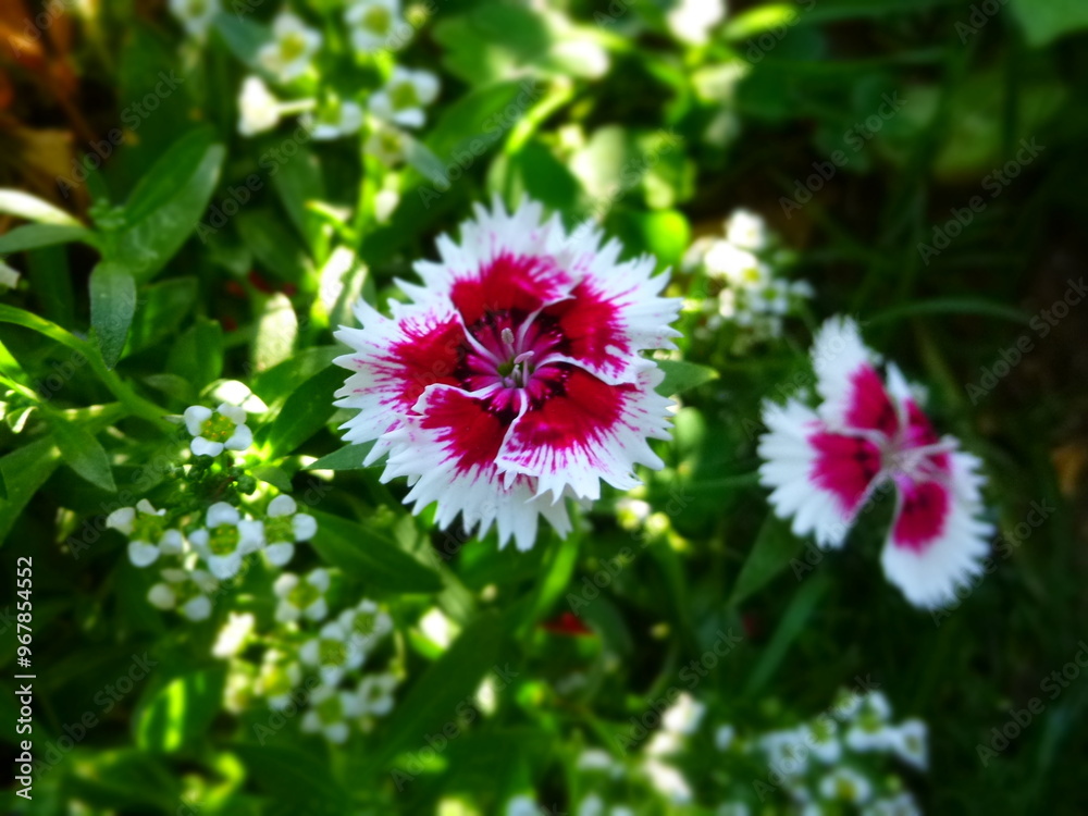 Obraz premium pink flower